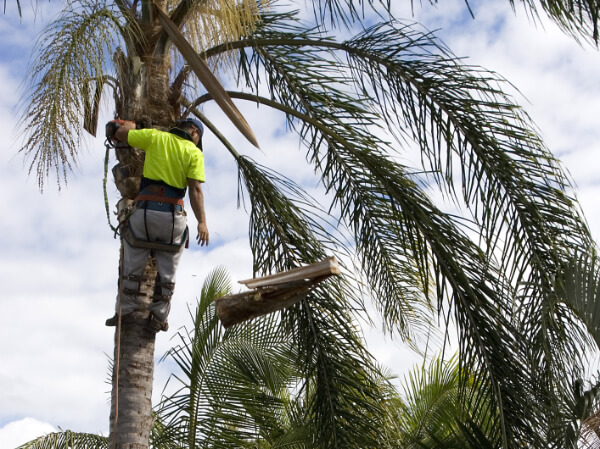 Palm tree trimming