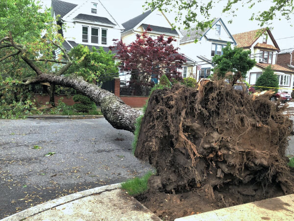 Tree Blocks Road