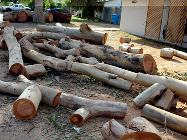 Phoenix Tree Removal recycles all trees.