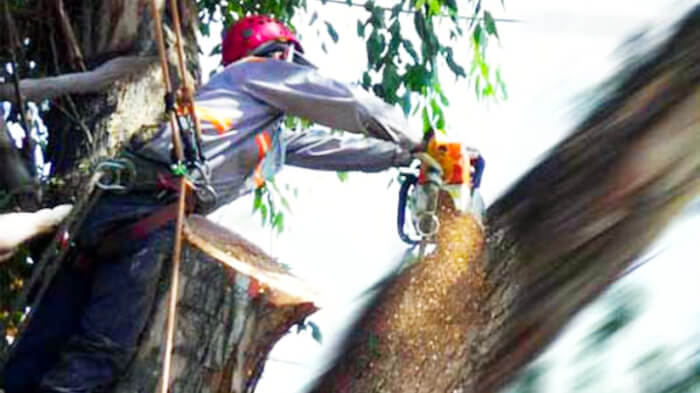 Cutting down the tree.