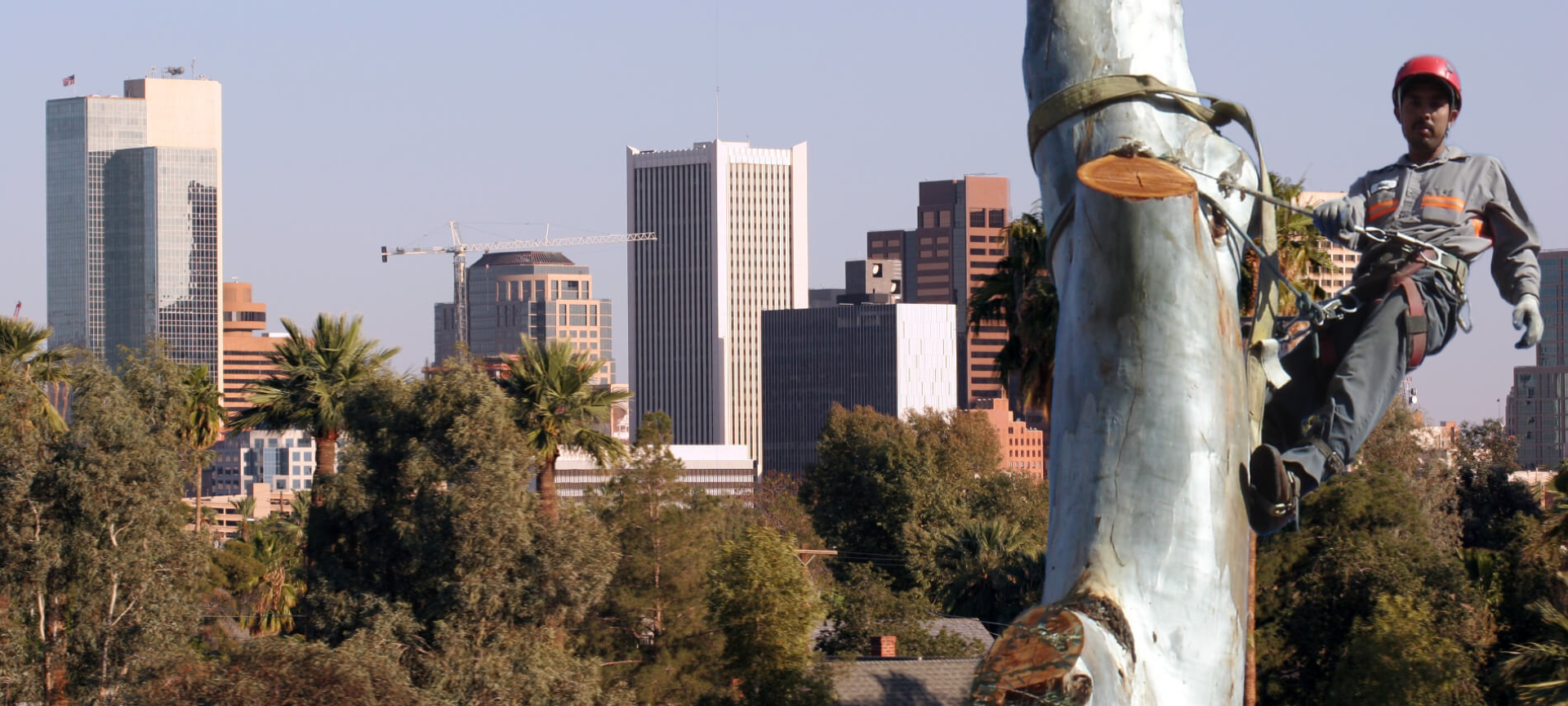 Phoenix Tree Removal serves the entire Phoenix metro area.