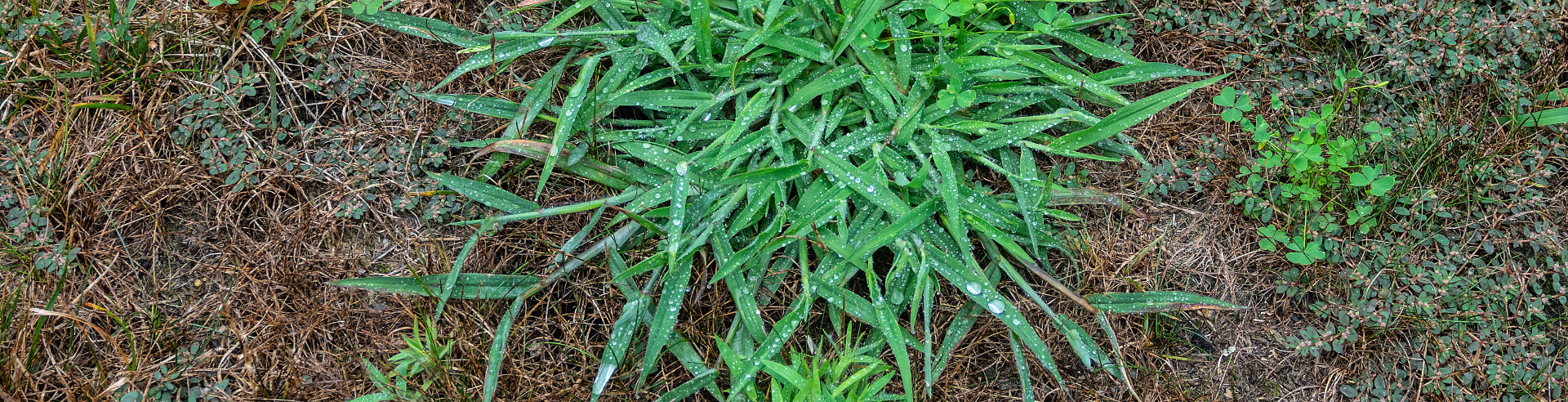 Weeds growing on lawn